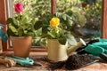 Watering cans with beautiful roses on wooden windowsill