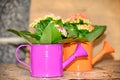 Watering cans with colorful flowers Royalty Free Stock Photo