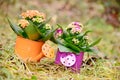 Watering cans with colorful flowers Royalty Free Stock Photo