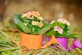 Watering cans with colorful flowers Royalty Free Stock Photo