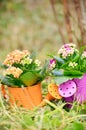 Watering cans with colorful flowers Royalty Free Stock Photo