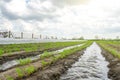 Watering the carrot plantation in early spring. Agribusiness, farmland. New farming planting season. Olericulture. Agriculture Royalty Free Stock Photo