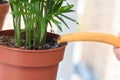 Watering a chamedorea plant from a watering can close-up Royalty Free Stock Photo