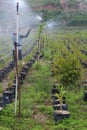 Watering coconut seed