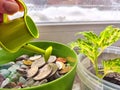 Watering Coins and Plants on a Sunny Windowsill. The concept of caring for the growth and multiplication of money and Royalty Free Stock Photo