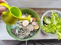 Watering Coins and Plants on a Sunny Windowsill. The concept of caring for the growth and multiplication of money and Royalty Free Stock Photo