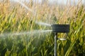 Watering the corn plantation