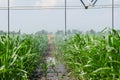 Watering a crop of corn Royalty Free Stock Photo