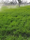 Watering crops with Irrigation system using sprinklers on a strawberry field