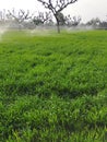 Watering crops with Irrigation system using sprinklers on a strawberry field