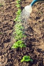 Watering cucumber seedlings in the evening in the garden. Plantation care for a good harvest