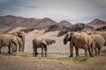 Watering desert elephant hurdle