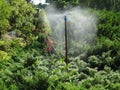 Watering exotic plants in a city park