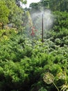 Watering exotic plants in a city park