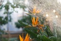 Watering strelitzia reginae growing in botanical garden. Taking care of tropical plant in greenhouse