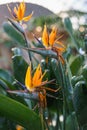 Watering strelitzia reginae growing in botanical garden. Taking care of tropical plant in greenhouse