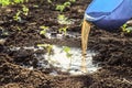 Watering with fertilizers of young vegetable shoots. Pepper seedlings in open ground.