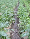 Watering field . Rows of potatoes in field