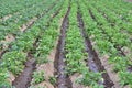 Watering field . Rows of potatoes in field