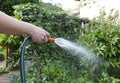 Watering the flowerbed.