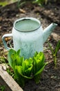 Watering flowerbed with vintage watering can