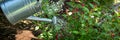 Watering flowerbed using watering can. Gardening hobby.