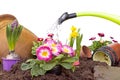 Watering flowers Royalty Free Stock Photo