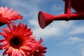 Watering flowers Royalty Free Stock Photo