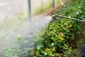 Watering flowers in garden