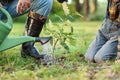 Watering a freshly planted oak sapling into the ground among other trees in the forest. Save the nature concept. Royalty Free Stock Photo