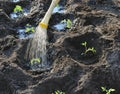 Watering of the freshly planted tomato seedlings Royalty Free Stock Photo