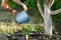 Watering a fruit apple tree in the garden from a metal bucket. Farmer watering fruit tree in orchard, bleached apple tree trunk Royalty Free Stock Photo