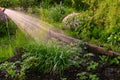 Watering garden plants using a sprinkler hose nozzle Royalty Free Stock Photo