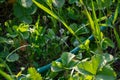 watering the garden strawberry water from the hose. garden work Royalty Free Stock Photo