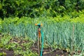 Watering the grass and vegetable garden with a sprinkler. A garden with a fully automatic sprinkling irrigation system operating