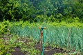 Watering the grass and vegetable garden with a sprinkler. A garden with a fully automatic sprinkling irrigation system operating Royalty Free Stock Photo