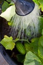 Watering green cucumber plant.