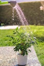 Watering green flower pot in garden at bright sunny summer day from watering can. Royalty Free Stock Photo