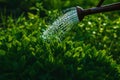 Watering green plants in the garden Royalty Free Stock Photo