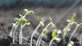 Watering green and small sprouts on ground