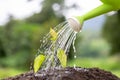 Watering growing plants on complete soil. Concept of caring for the environment