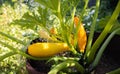 Watering and growing yellow zucchini in the ground. Water pours on zucchini, vegetable. Sunny day. Close-up Royalty Free Stock Photo