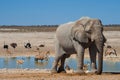 Watering hole, Etosha National Park, Namibia Royalty Free Stock Photo