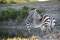 At The Watering Hole: Heartman`s Zebras Royalty Free Stock Photo