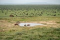 Watering hole with zebras and antelope, with thousands of wildebeests in the distance. Great migration - Serengeti Tanzania Royalty Free Stock Photo