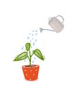 Watering of home plant with green leaves in orangle pot. Hand drawn illustration of home gardening, symbol of care and