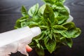 Watering home plants concept: woman hand going to spray basil plant with the black background - Image Royalty Free Stock Photo