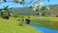 Watering Horses on the Lena River Royalty Free Stock Photo