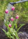 Watering blooming tulips Royalty Free Stock Photo