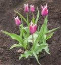 Watering blooming tulips Royalty Free Stock Photo